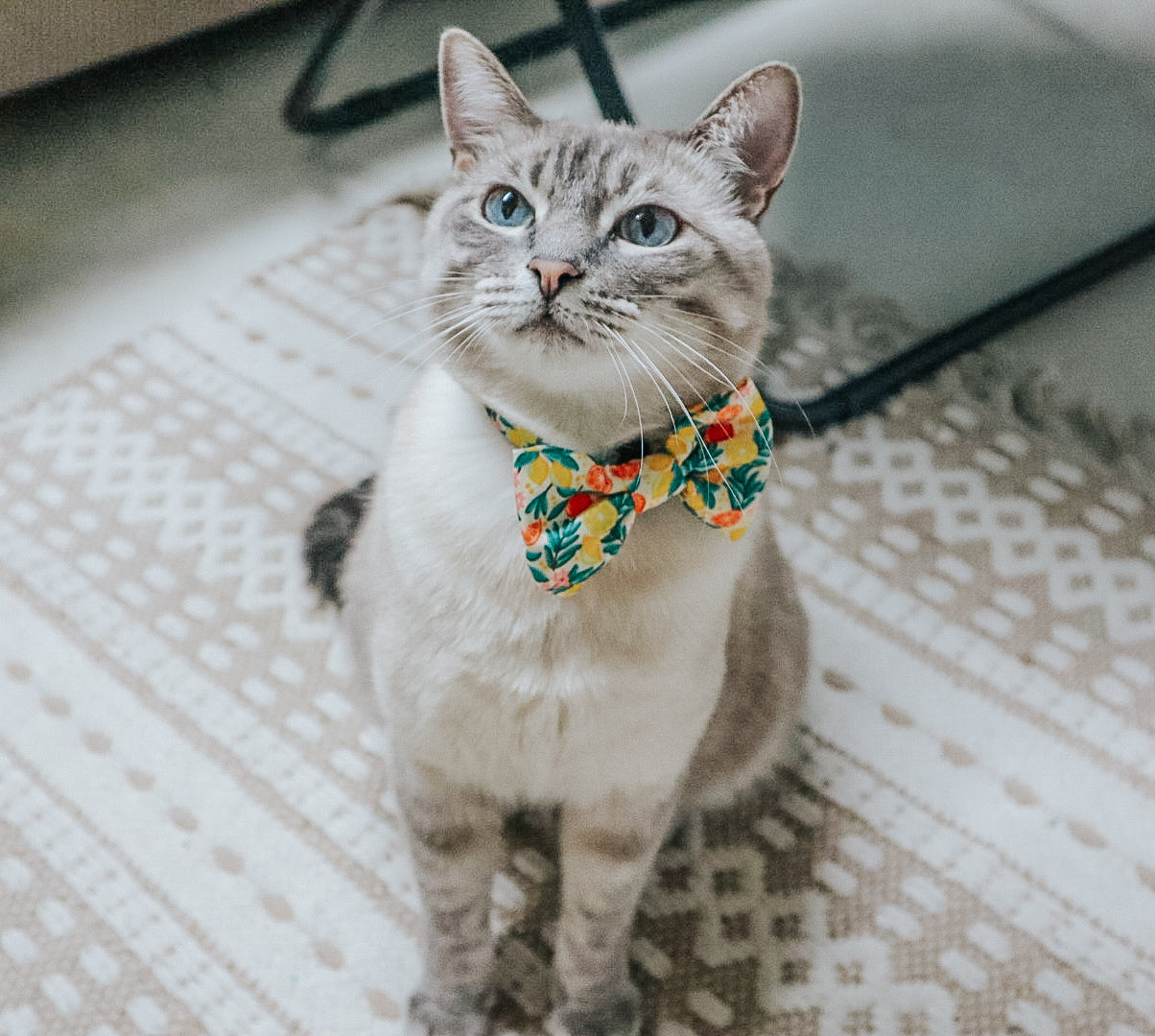 Cat Bowtie - Zest Friends