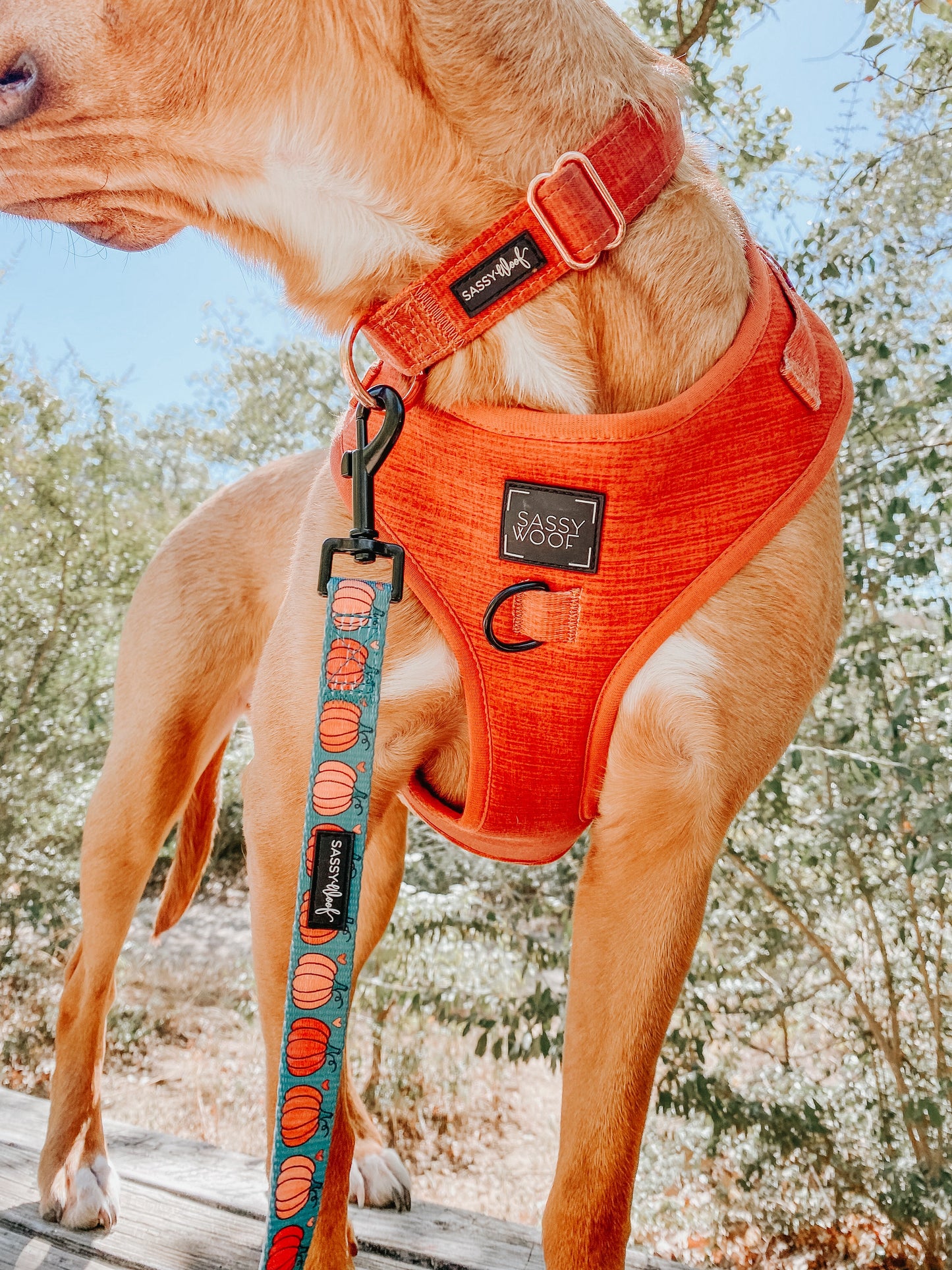Dog Four Piece Bundle - Foxy