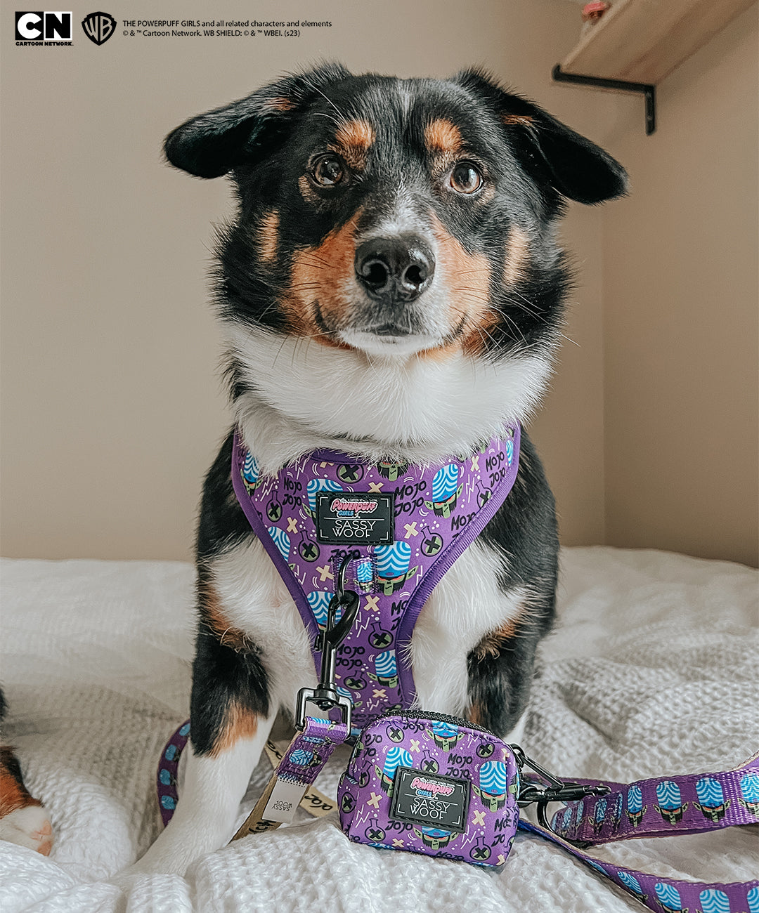 Dog Two Piece Bundle -  Mojo Jojo™