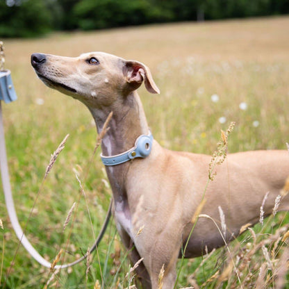 Nina Woof - Collar - Air Tag Enabled - Vegan Leather - Cupertino