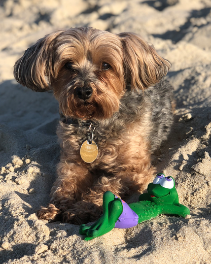 Beach Frog Squeaky Rubber Dog Toy (Small)