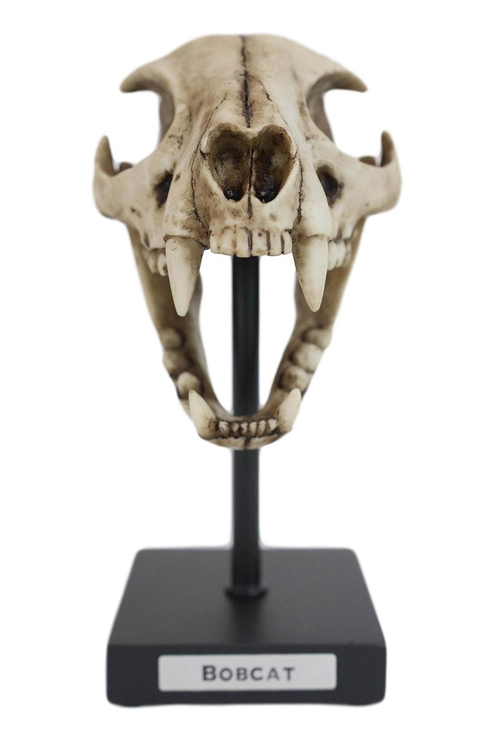 Bobcat Skull Replica