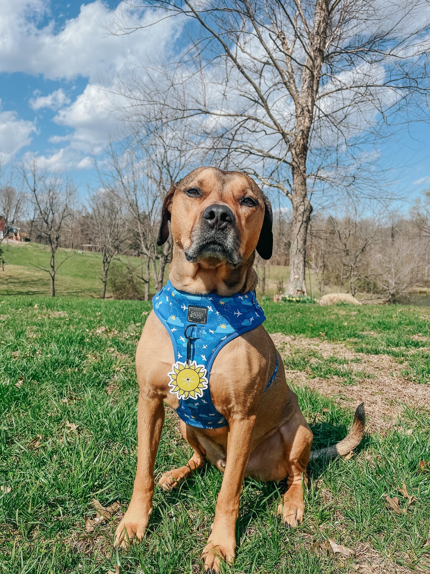 Potty Pal - Sun
