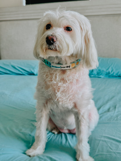 Dog Collar - Care Bears™ Care-a-Lot
