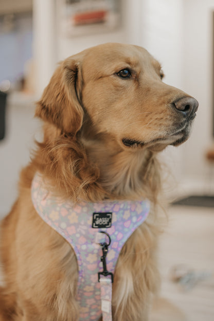 Dog Four Piece Bundle - Fleur de Sass