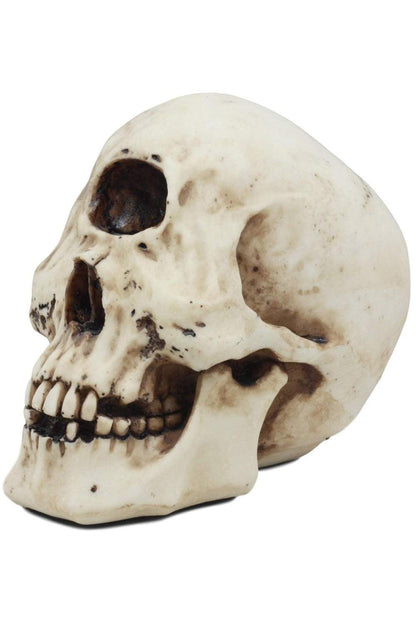 Cyclops Skull Replica
