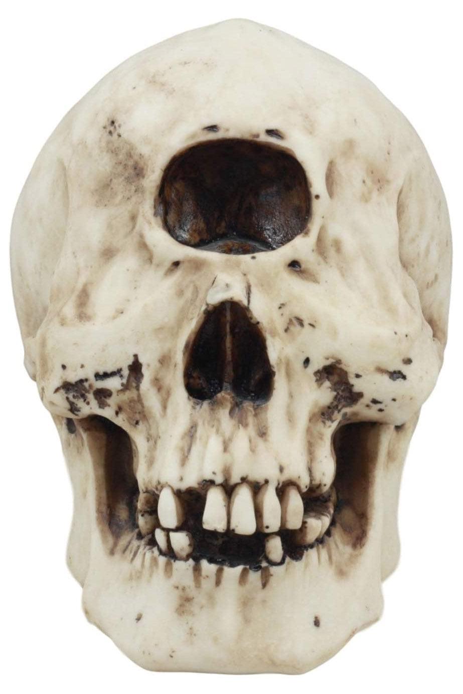 Cyclops Skull Replica