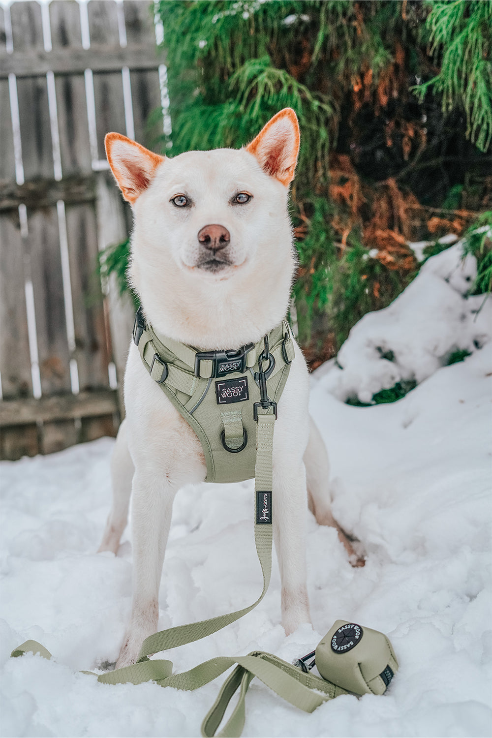 Dog Two Piece Bundle - Matcha