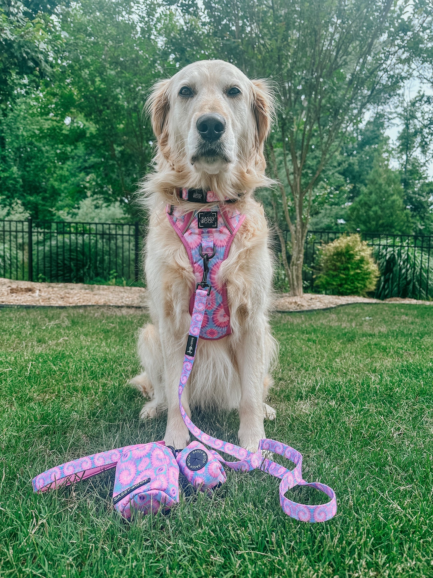 Dog Four Piece Bundle - Purple Haze