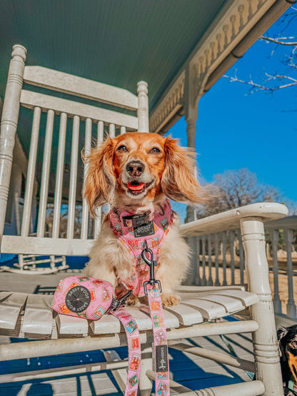 Dog Collar - Out of Office