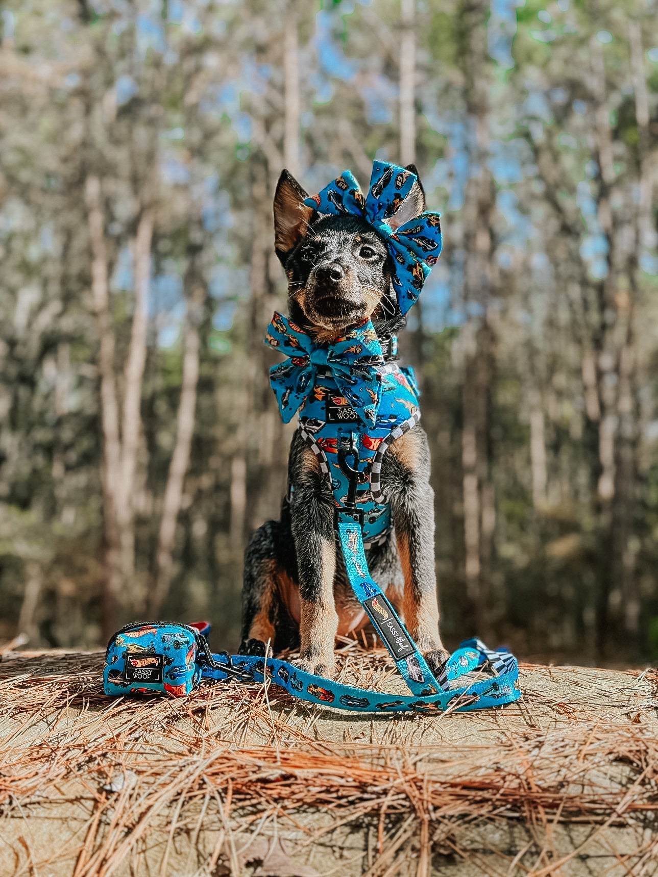 Dog Sailor Bow - Hot Wheels™