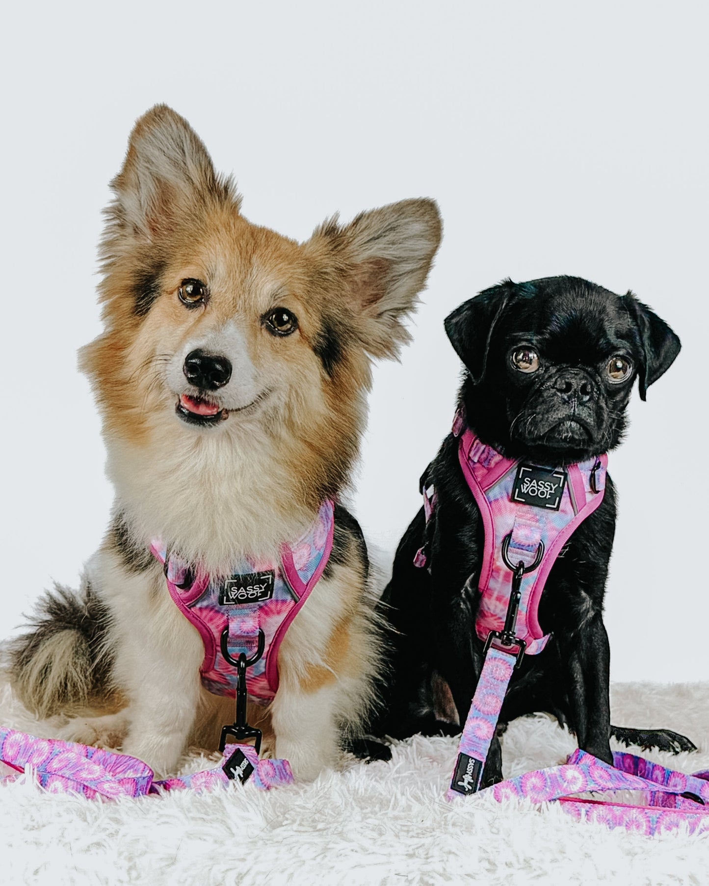 Dog Four Piece Bundle - Purple Haze