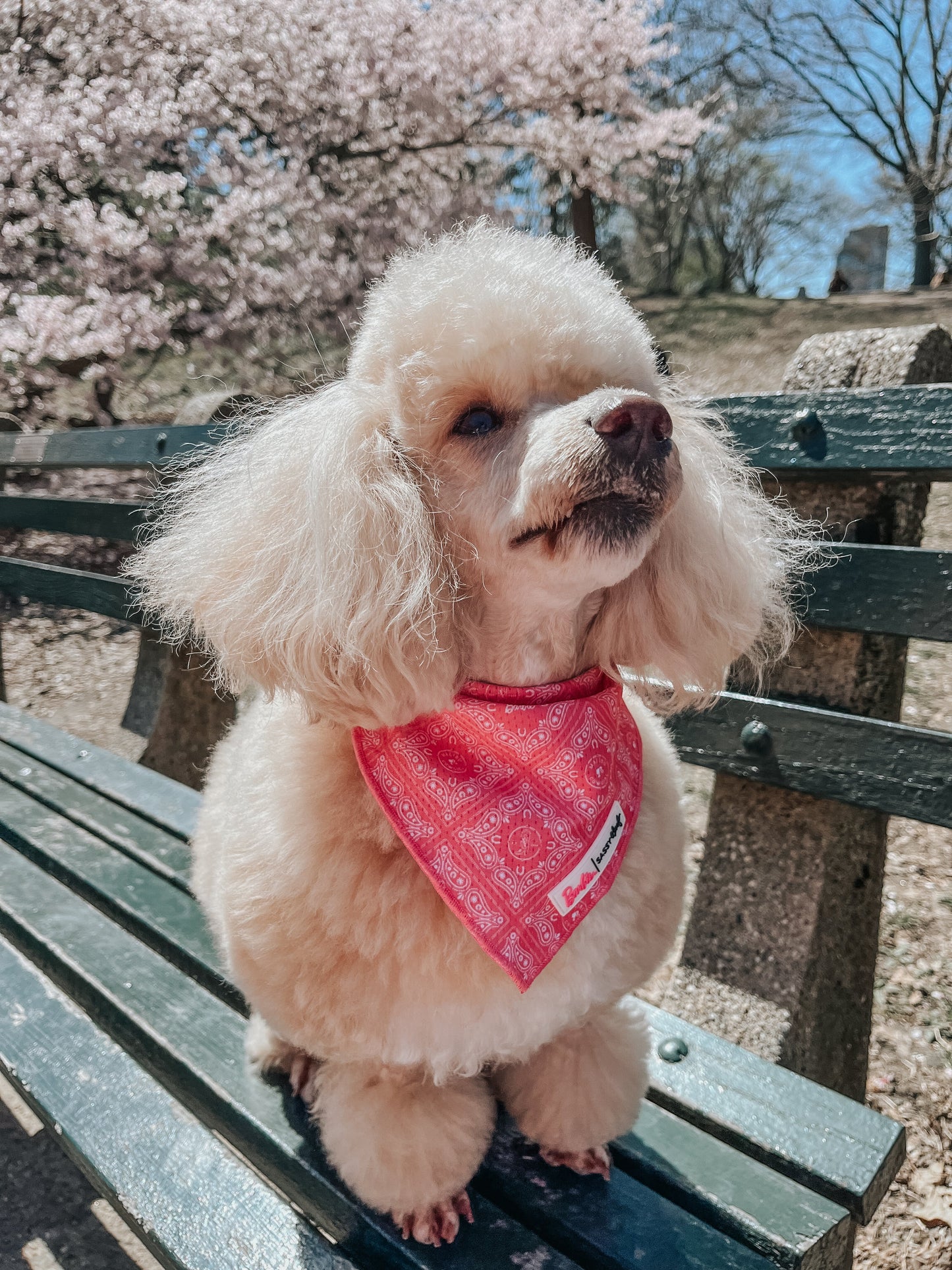 Dog Bandana - Western Barbie™