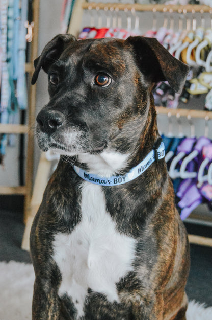 Dog Three Piece Bundle - Mama's Boy