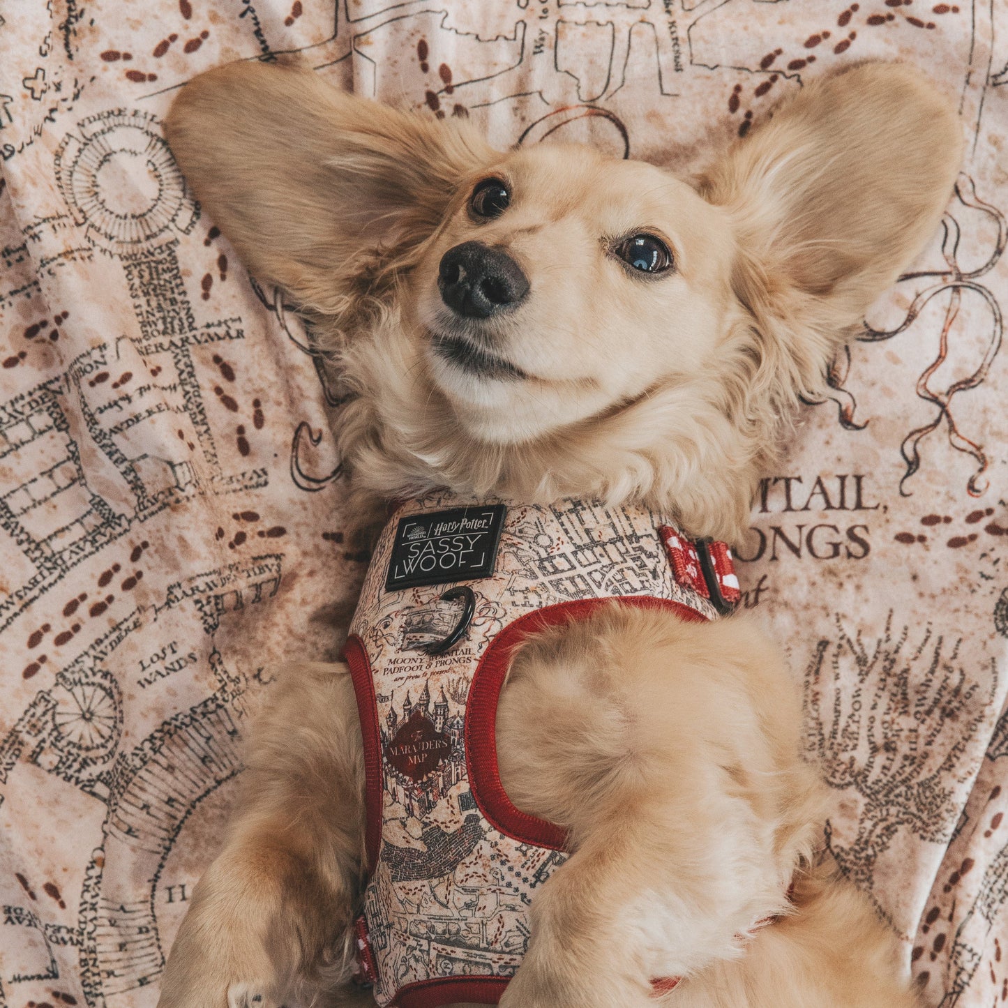Dog Three Piece Bundle - Harry Potter™ Marauder's Map™