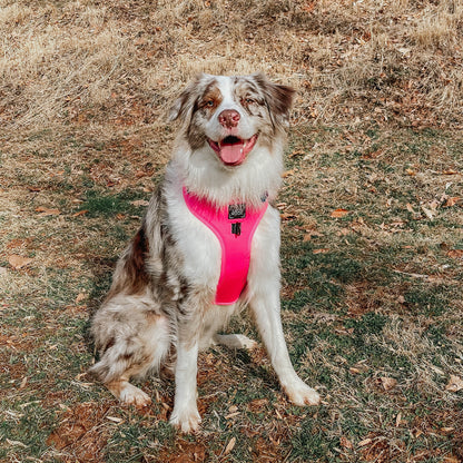 Dog Four Piece Bundle - Neon Pink