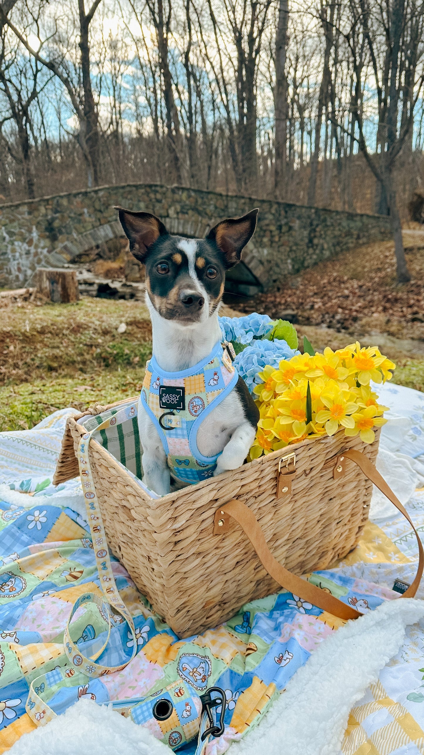 Dog Four Piece Bundle - Patch Perfect