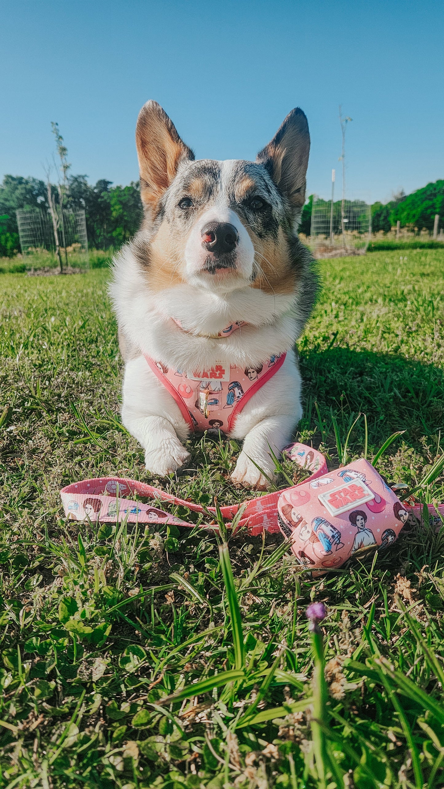 Dog Waste Bag Holder - STAR WARS™ Princess Leia