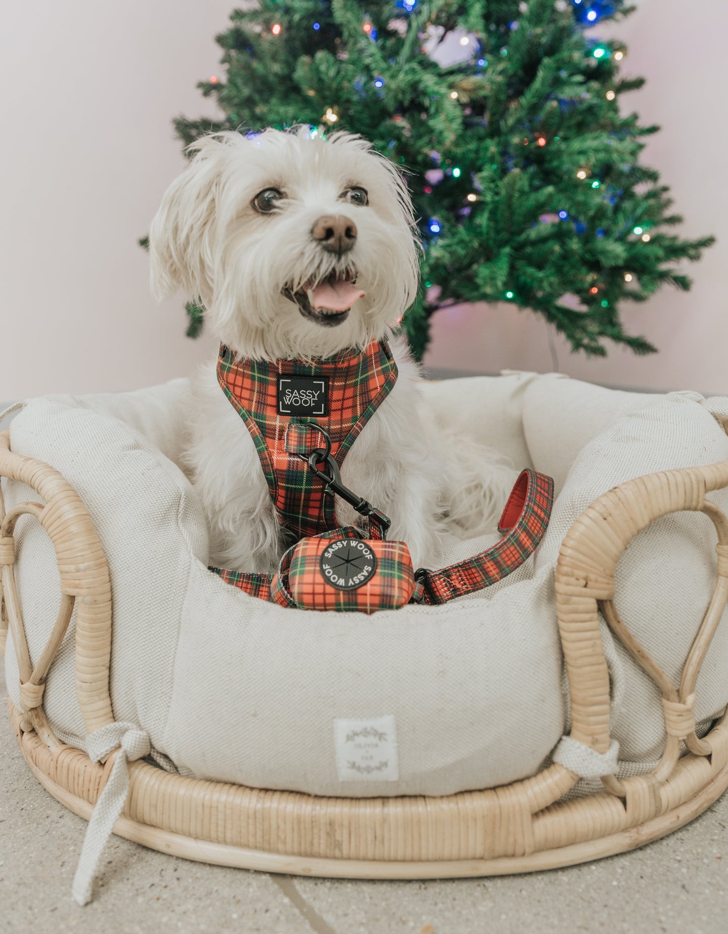 Dog Four Piece Bundle - Deck the Paws