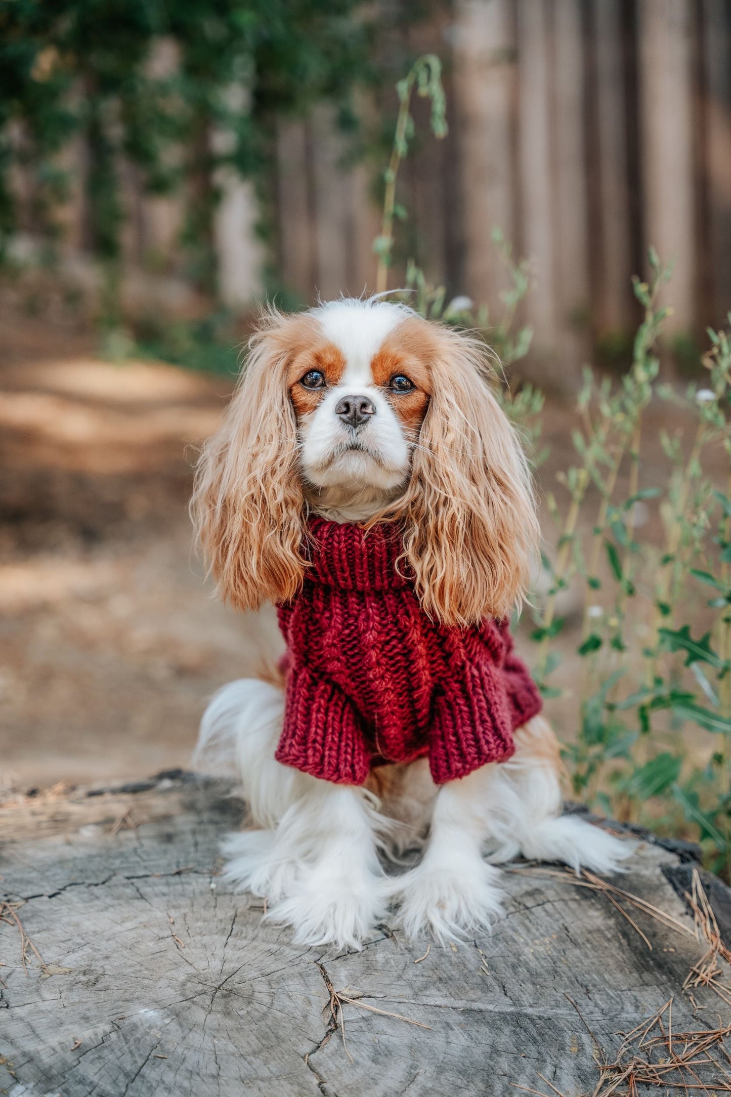 Pet Cable Knit Sweater - Red