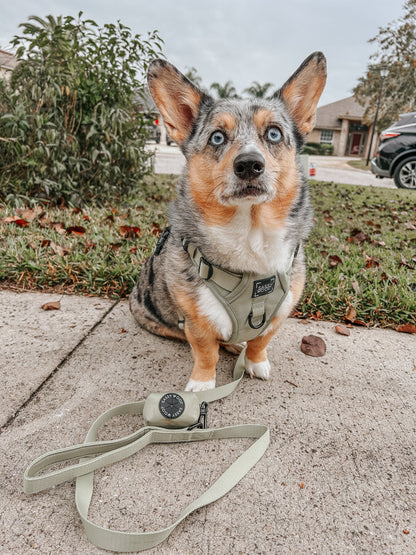 Dog Four Piece Bundle - Matcha