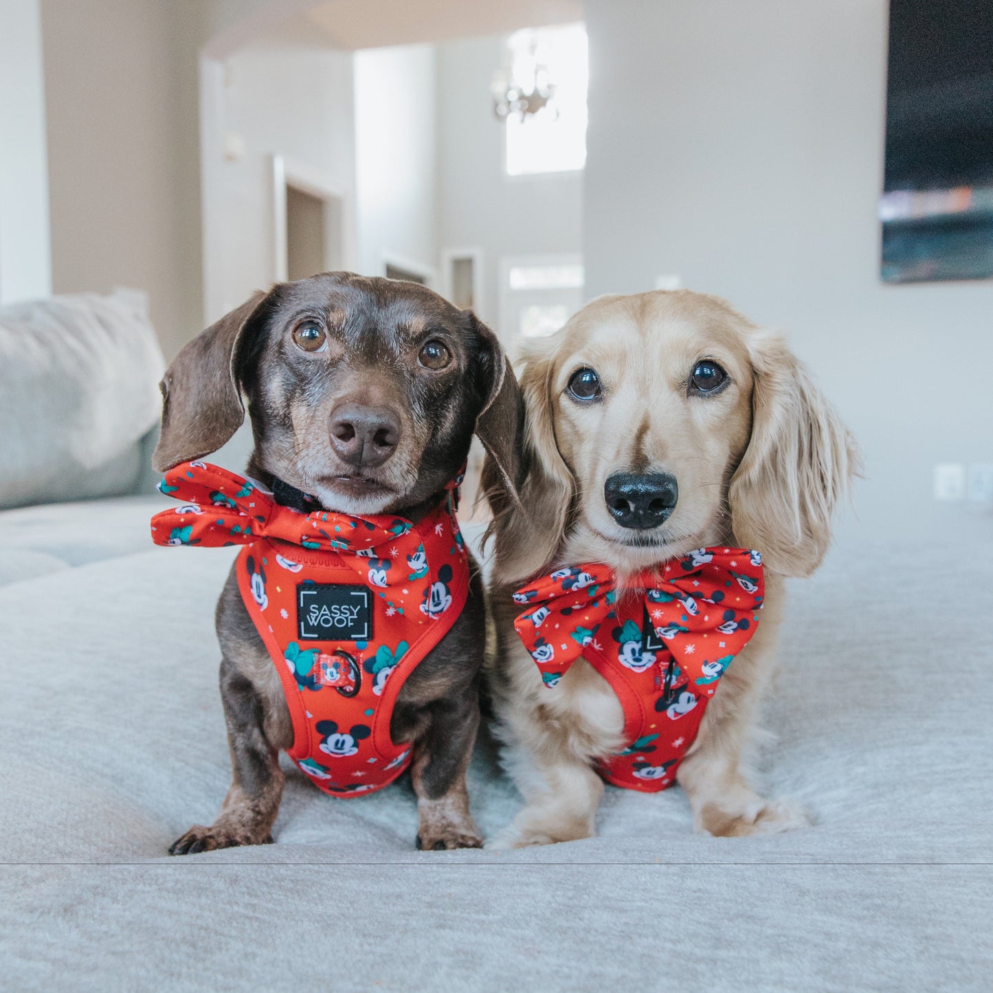 Harness Three Piece Bundle - Disney Holiday Collection