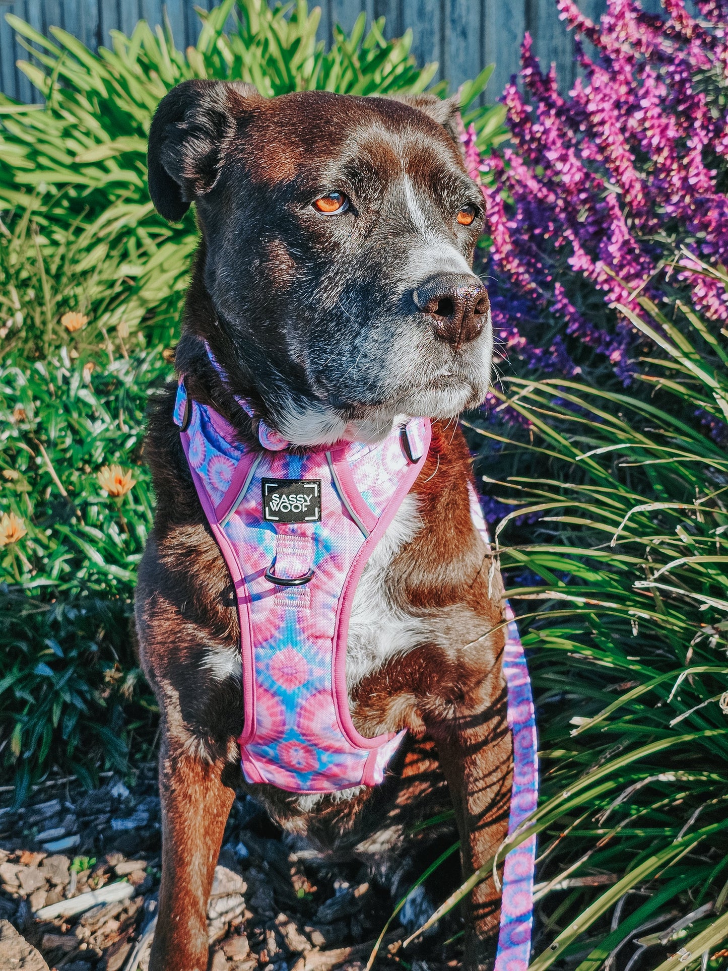 Dog Four Piece Bundle - Purple Haze