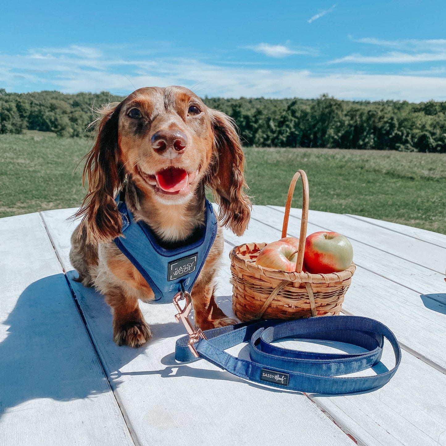 Dog Four Piece Bundle - Twilight
