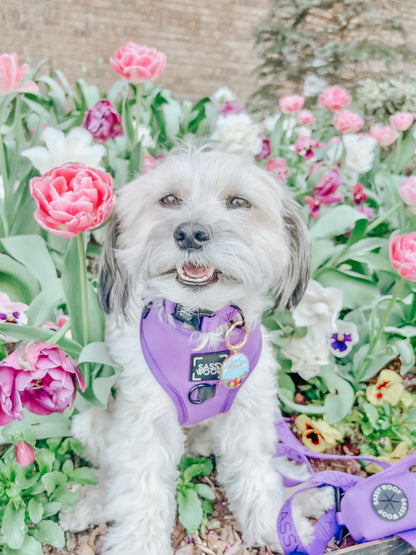 Dog Four Piece Bundle - Neon Purple