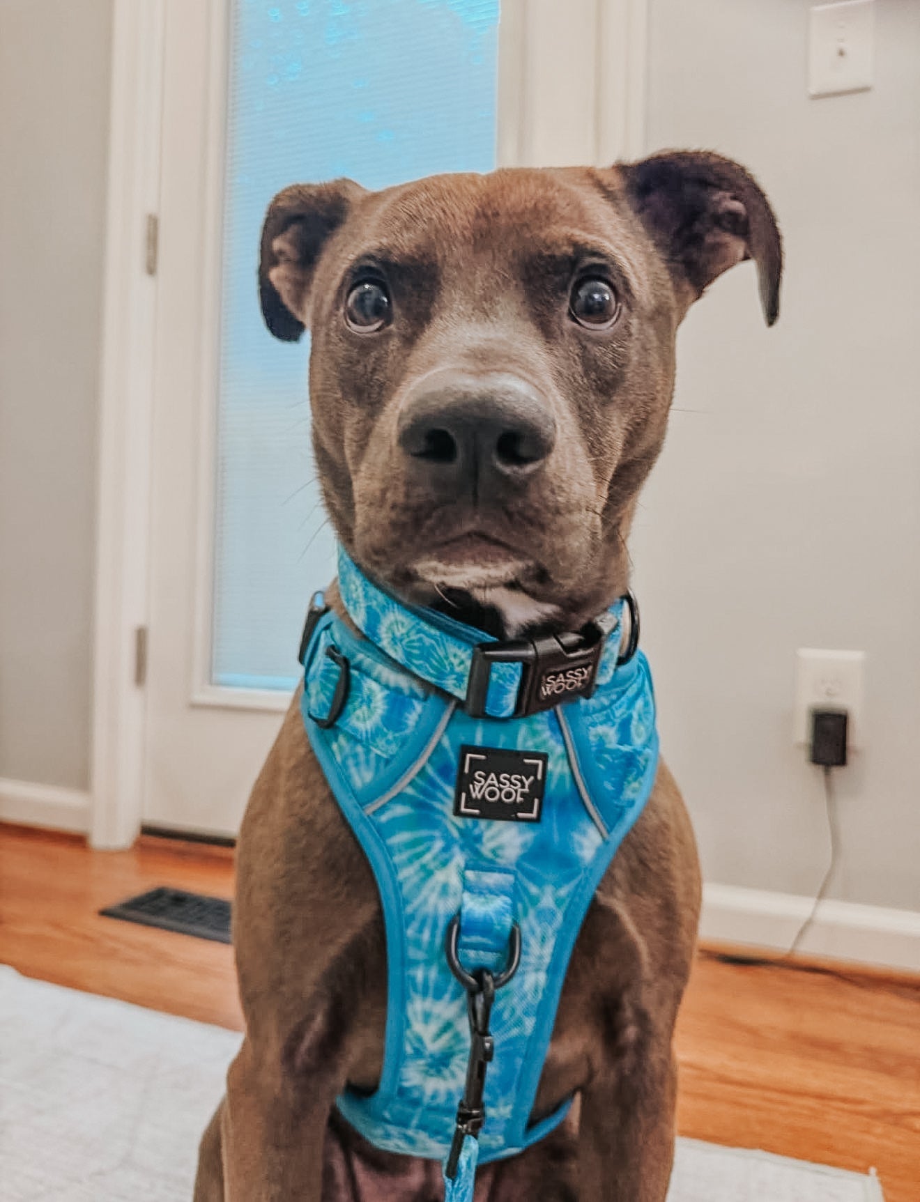 Dog Four Piece Bundle - Tropical Tides